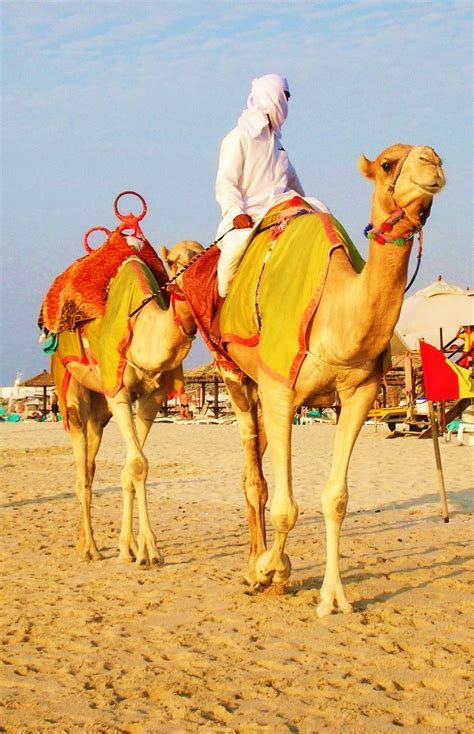 16 best Cultures: Middle East: Camels images on Pinterest | Camel ...