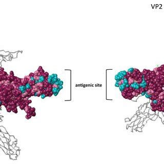 3D Structural Analysis Of The VP2 Protein The Conservation Of The