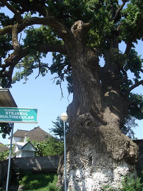 Presa Veche Stejarul Din Cajvana Monitorul De Suceava Luni 3