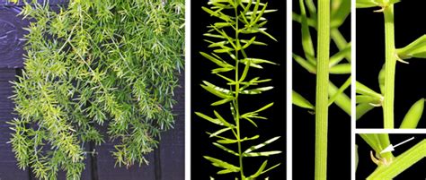 How To Trim Asparagus Fern Jan 27 2020 · You Can Trim An Asparagus