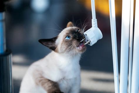 C Mo Proteger A Tu Gato Joven Medidas De Seguridad En El Interior Y