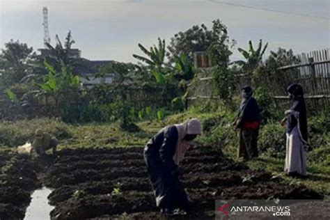 Pemkot Bogor Kembangkan Urban Farming Dengan Manfaatkan Lahan Kosong