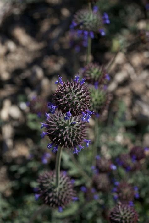 The Charm Of Desert Chia Savor The Southwest