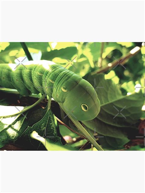 "Tomato Hornworm Moth Caterpillar" Sticker for Sale by monoRad | Redbubble