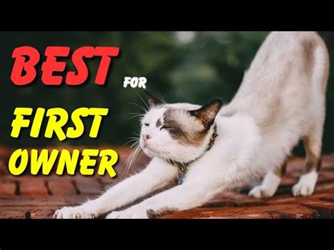 Best cat breeds for first time owners – HousePetsCare.com