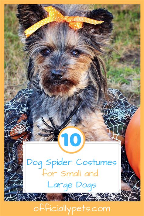 10 Best Dog Spider Costumes for Small and Large Dogs | Trying to find ...