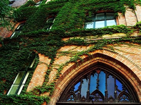 Ivy-covered brick building with archway Free Stock Photo | FreeImages 