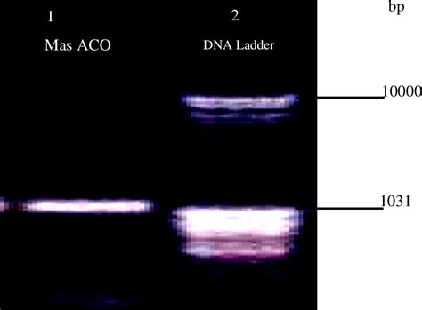 Figure From Cloning And Characterisation Of Acc Oxidase Gene From Mas