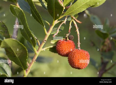 Strawberry Tree Arbutus Unedo Fruits Stock Photo Alamy