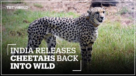 India Releases Cheetahs Back Into Wild 70 Years After Local Extinction