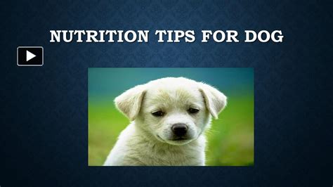 Ppt Nutrition Tips For Dog Powerpoint Presentation Free To Download