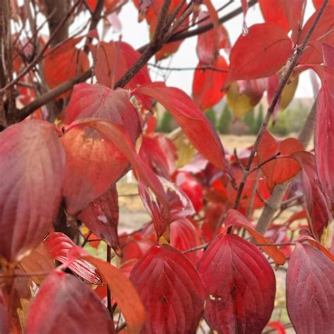 Cornus kousa | Kousa Dogwood - Doty Nurseries