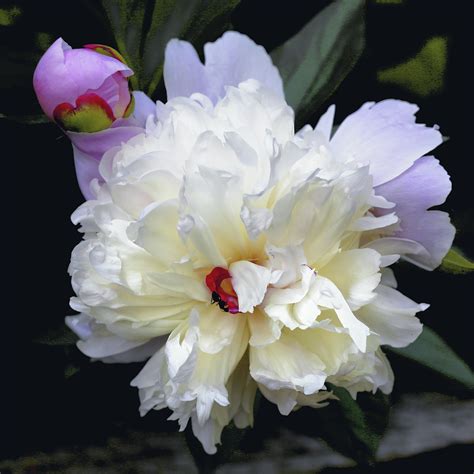 peony project jerry novesky