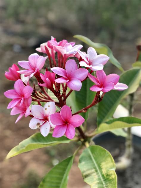 Tepic Nayarit Frangipani Plants Garden