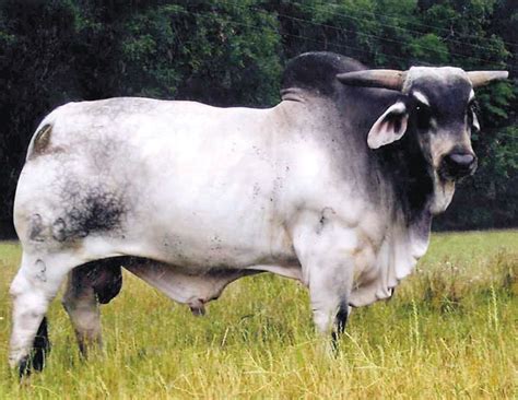 JDH Mr. Manso 236/3 | Ford Farms Brahmans