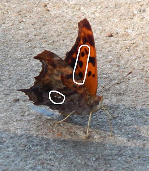 Question Mark Butterfly - Oklahoma Zoo Safari USA