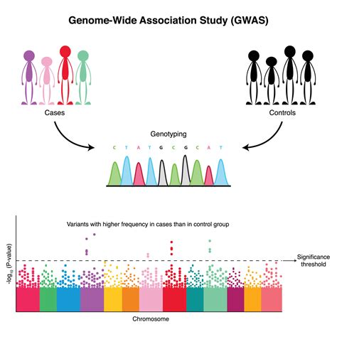 Genome Wide Association Study Diagram Vector Art At Vecteezy