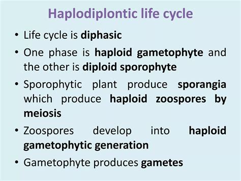 Life Cycle Of Algae PPT