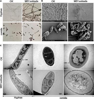 Frontiers Antimicrobial Mechanism And Secondary Metabolite Profiles