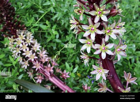 Eucomis Comosa Safari Adventure Hi Res Stock Photography And Images Alamy