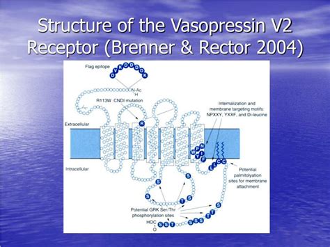 PPT - Vasopressin Receptor Antagonists PowerPoint Presentation, free download - ID:1195265