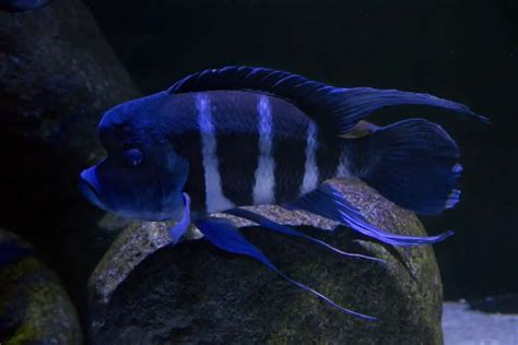 Frontosa Cichlid: Diet | Size | Lifespan | Cost | Breeding | Care Guide ...