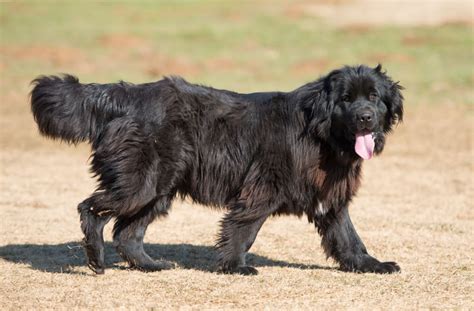 13 of the world’s biggest dog breeds