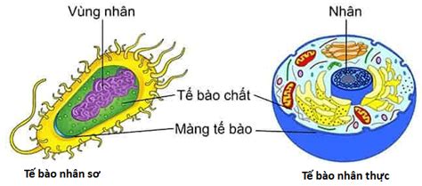 Bài 8 Tế bào nhân thực Khám phá cấu trúc và chức năng chi tiết