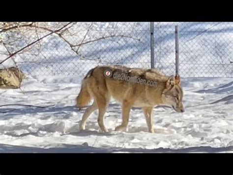 Wolf Tierpark Gr Nau Im Almtal Youtube