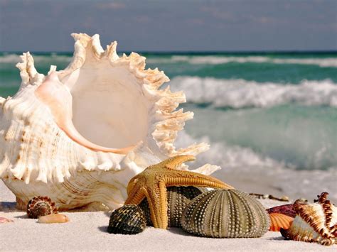 Le Conchiglie Marine Tutte Le Specie Caratteristiche E CuriositÀ