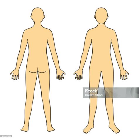 Human Body Model Outline Front And Back Vector File Stock Illustration ...