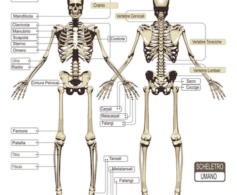 Le Ossa Del Corpo Umano Archivi LEG Srl STP Radiografie A Domicilio