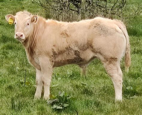 Blonde D Aquitaine A Breed For Dairy And Beef Farmers Agriland Ie