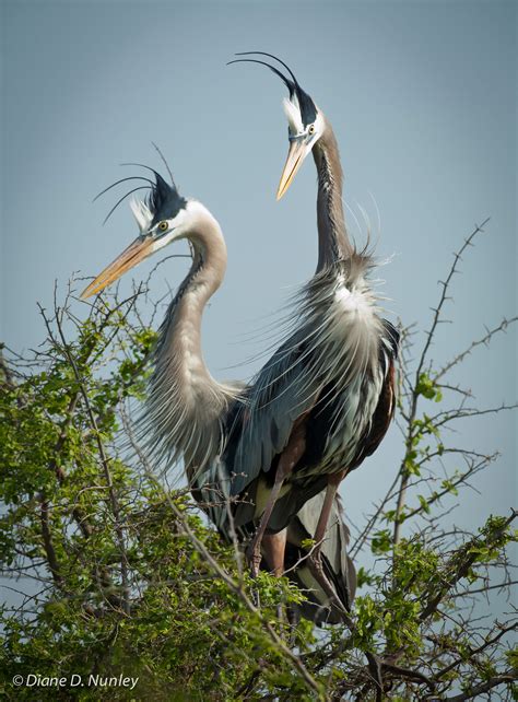2_gbhe.jpg | Audubon Texas
