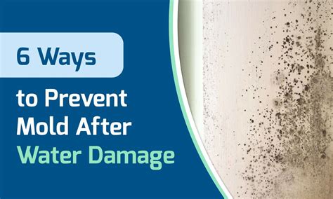 6 Ways To Prevent Mold After Water Damage Jse Labs