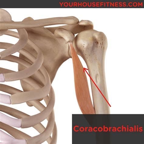 Muscle Breakdown: Coracobrachialis