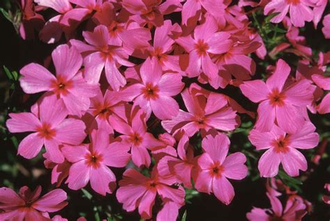 Phlox Subulata Red Wings Phlox 1 Container SiteOne