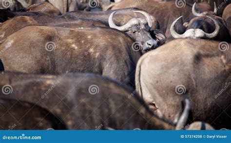 Buffalo Africa Migration Herd Animals Stock Photo - Image of drinking ...