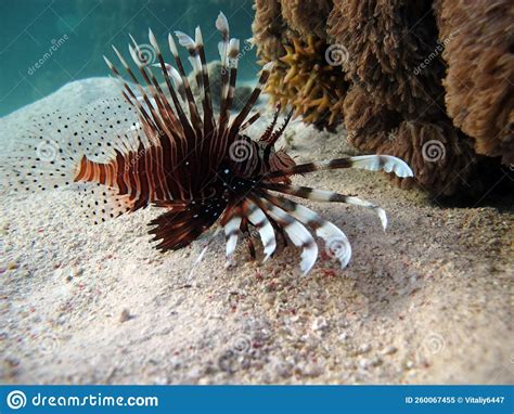 Lion Fish In The Red Sea In Clear Blue Water Hunting For Food Stock