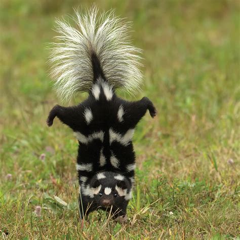 Eastern Spotted Skunk Spilogale Putorius Myrtle Beach Sc Grand