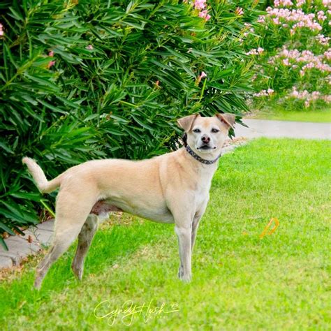 Boxer Italian Greyhound Mix