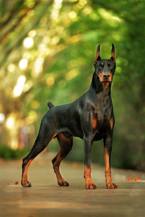 Quiet Cornerdoberman Pinscher Dog Breed Info Quiet Corner