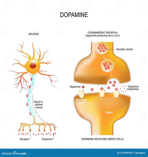 Simple Synapse Diagram