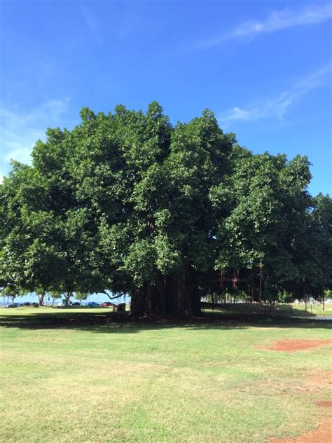 Ficus Benghalensis