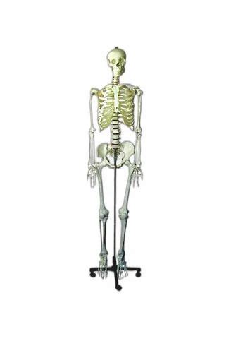 Anatomical Models Skeleton at Rs 15000 | Anatomical Models in New Delhi | ID: 2849013177597