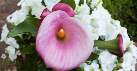 Calla Lilies Meanings and Symbolisms - WhenYouGarden.com