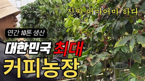 연간 10톤 생산하는 우리나라 최대 커피농장 방문 Youtube