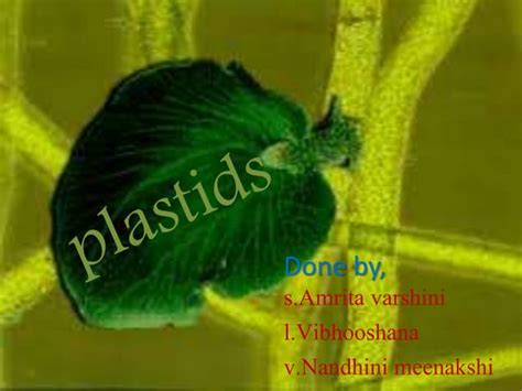 plastids | PPT