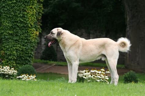 Kangal breeder - Dogweb.co.uk