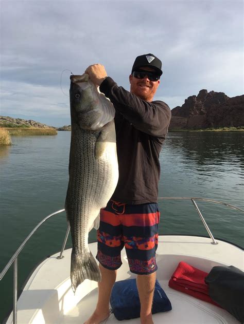 Fishing tourney yields record catch | Local News Stories | havasunews.com